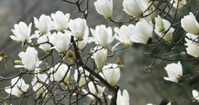 Loài hoa mộc lan với sắc trắng tinh khôi